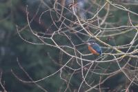 Alcedo atthis