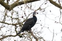 Phalacrocorax carbo