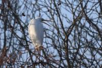 Ardea alba