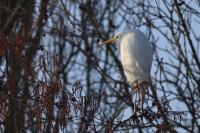 Ardea alba