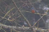 Alcedo atthis