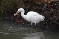 Ardea alba