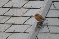 Erithacus rubecula