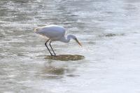 Ardea alba