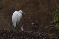 Ardea alba