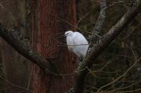 Egretta garzetta