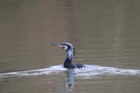 Phalacrocorax carbo
