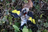 Carduelis carduelis