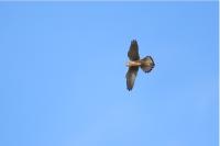 Falco tinnunculus