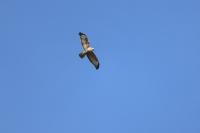 Buteo buteo