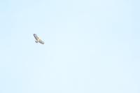 Buteo buteo