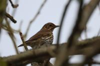 Turdus philomelos