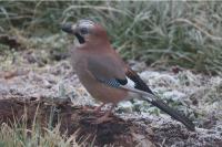 Garrulus glandarius
