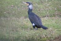 Phalacrocorax carbo