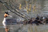 Podiceps cristatus