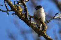 Poecile palustris