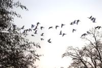 Bubulcus ibis