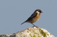 Saxicola rubicola