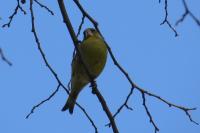Chloris chloris