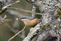 Sitta europaea