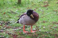 Anas platyrhynchos