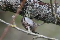 Certhia brachydactyla