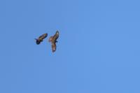 Buteo buteo