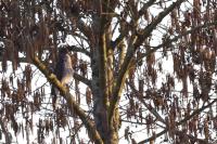 Accipiter nisus