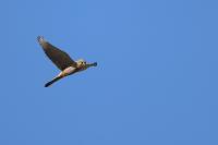 Falco tinnunculus