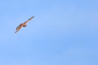 Falco tinnunculus