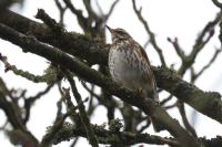 Turdus iliacus
