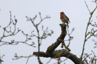 Erithacus rubecula