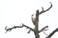 Picus viridis