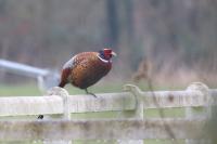 Phasianus colchicus