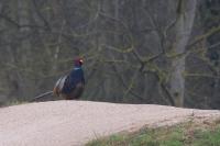 Phasianus colchicus