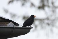 Turdus merula