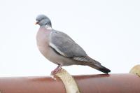 Pigeon ramier