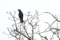 Corvus corone
