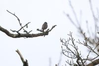 Sturnus vulgaris