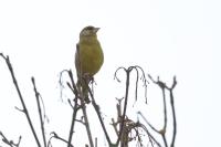 Chloris chloris