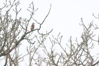 Coccothraustes coccothraustes