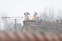 Columba livia