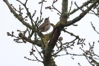 Turdus iliacus