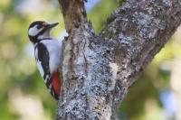 Dendrocopos major