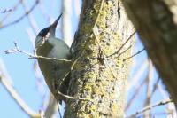 Picus viridis