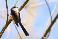 Aegithalos caudatus