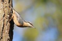 Sitta europaea