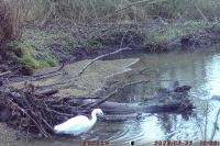 Egretta garzetta