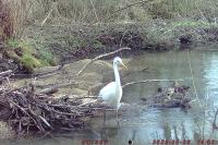 Ardea alba