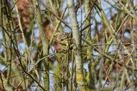 Emberiza cirlus